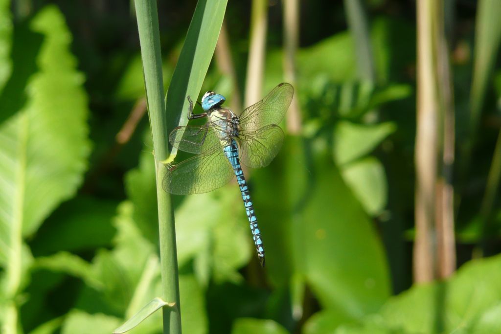 Südliche Mosaikjungfer (Aeshna affinis) - Judith Knitl
