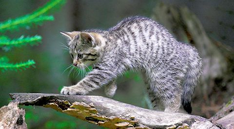 https://kelheim.bund-naturschutz.de/fileadmin/_processed_/csm_artenschutz_0003_wildkatze_bn_wuerzburg_2d7c398faa.jpg