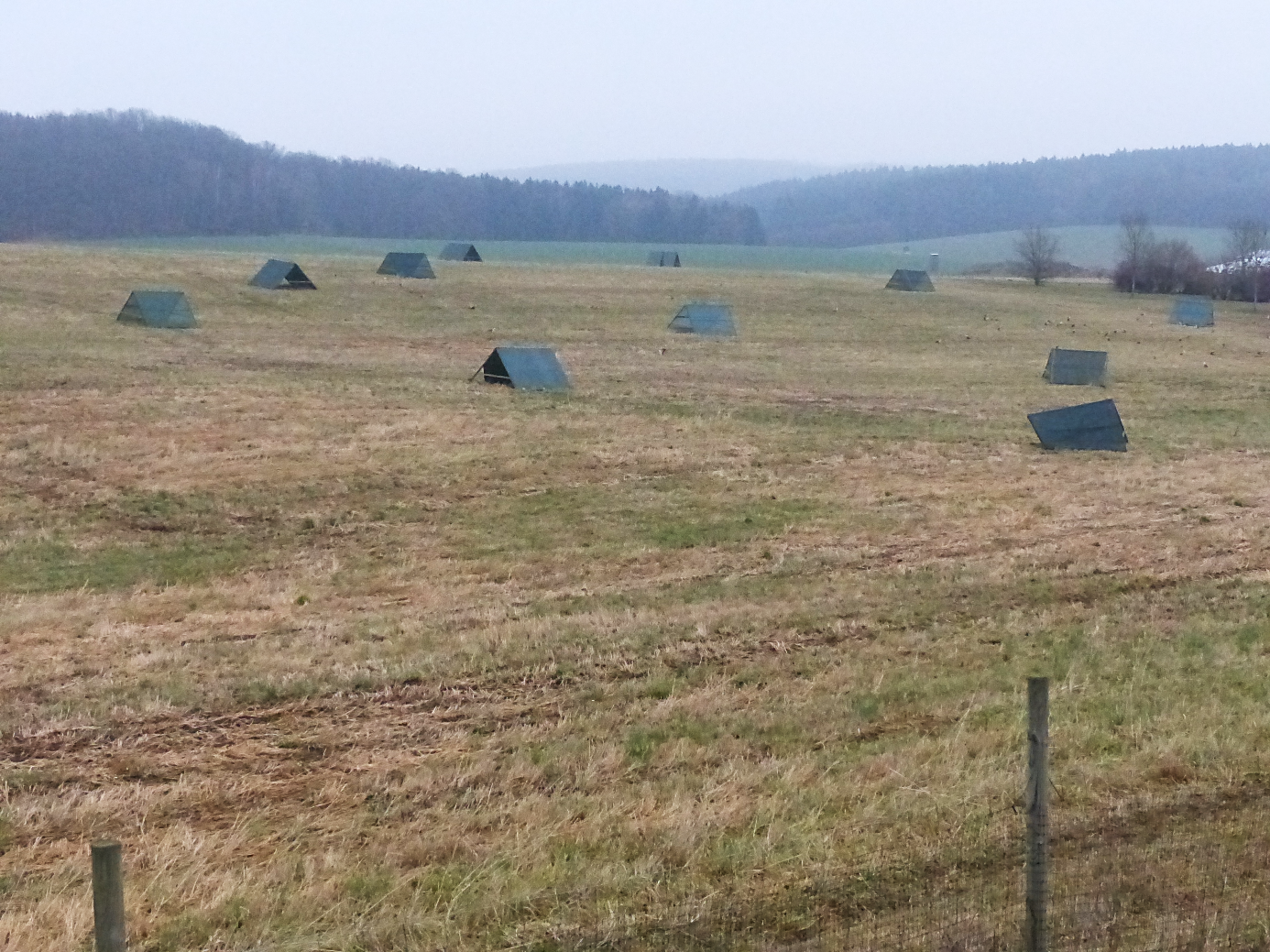 Auslauffläche Stall 1 - die Auslaufflächen für Stall 2 u. 3 würden bis zum Waldrand reichen; Foto: Forstner / Gut Schwaben