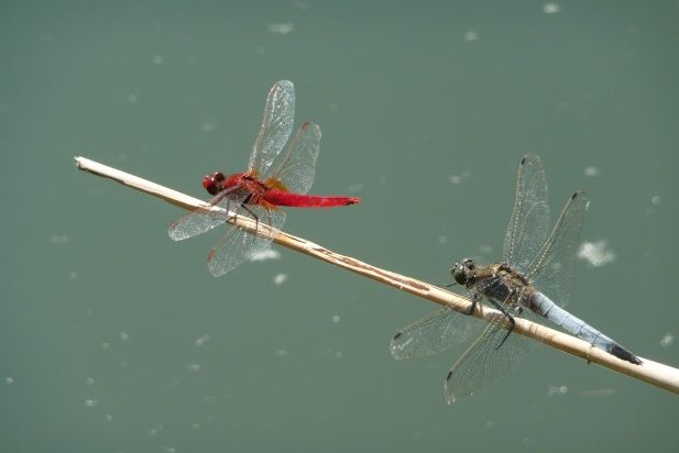 Feuerlibelle und Großer Blaupfeil