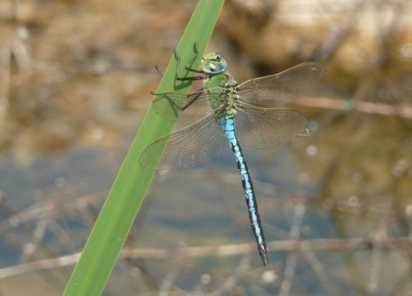 Große Königslibelle